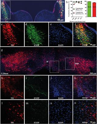 Regulation of cocaine seeking behavior by locus coeruleus noradrenergic activity in the ventral tegmental area is time- and contingency-dependent